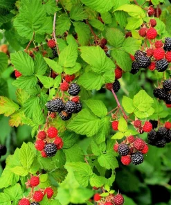 50 Whitebark Black Raspberry Seeds - Rubus Leucodermis - Native Fruit Berry - Image 4