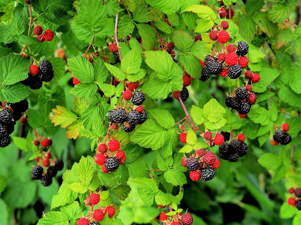 50 Whitebark Black Raspberry Seeds - Rubus Leucodermis - Native Fruit Berry - Image 4