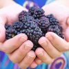 50 Whitebark Black Raspberry Seeds - Rubus Leucodermis - Native Fruit Berry - Image 1