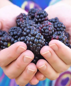 50 Whitebark Black Raspberry Seeds - Rubus Leucodermis - Native Fruit Berry - Image 1