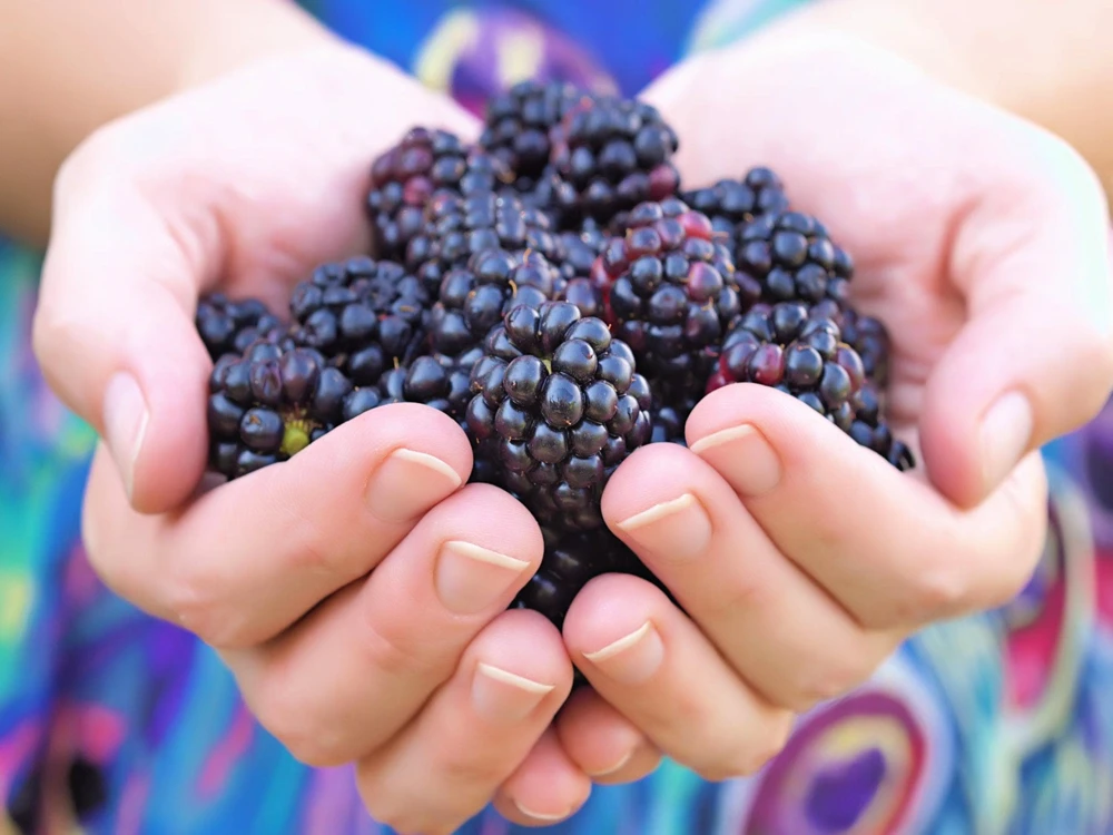 50 Whitebark Black Raspberry Seeds - Rubus Leucodermis - Native Fruit Berry - Image 1