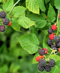 50 Whitebark Black Raspberry Seeds - Rubus Leucodermis - Native Fruit Berry - Image 5