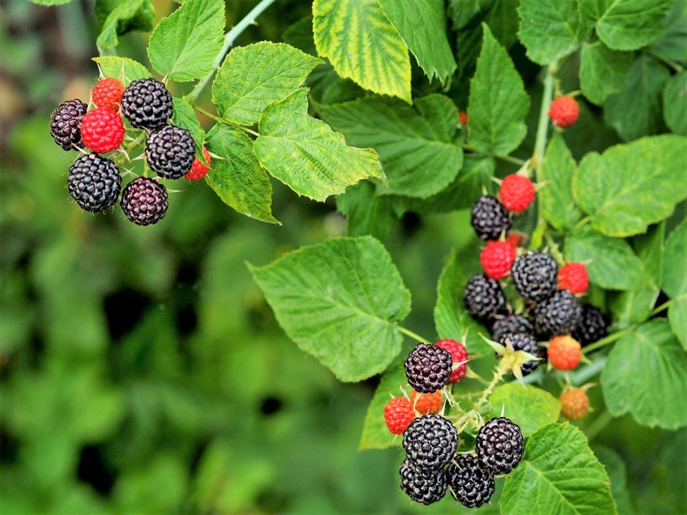 50 Whitebark Black Raspberry Seeds - Rubus Leucodermis - Native Fruit Berry - Image 5