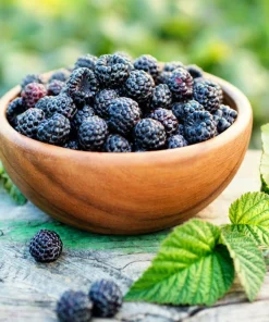 50 Whitebark Black Raspberry Seeds - Rubus Leucodermis - Native Fruit Berry - Image 6