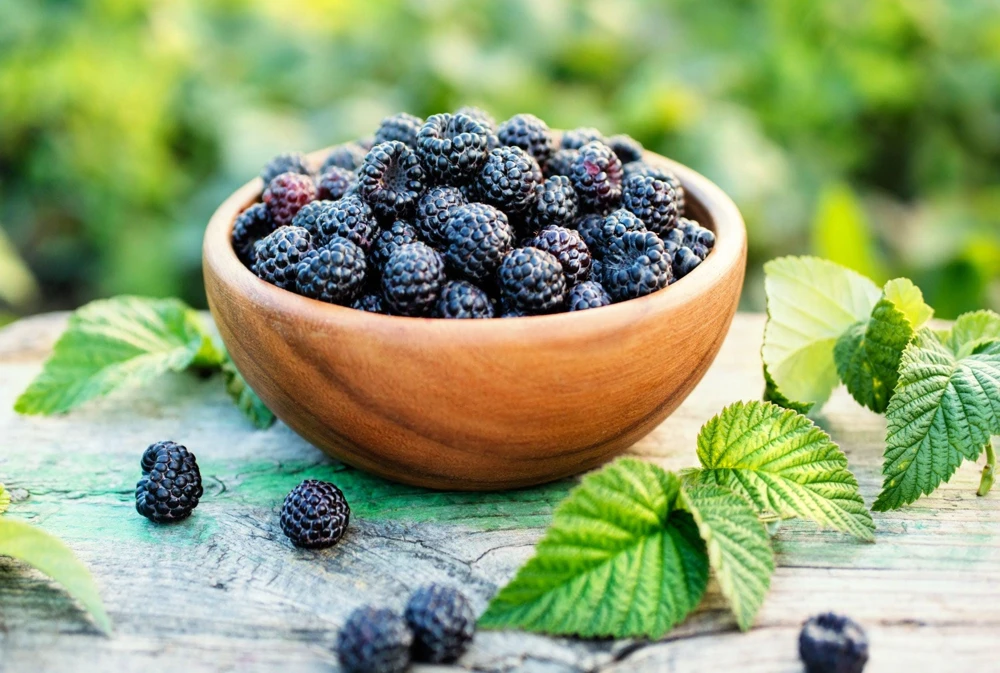 50 Whitebark Black Raspberry Seeds - Rubus Leucodermis - Native Fruit Berry - Image 6