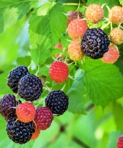 50 Whitebark Black Raspberry Seeds - Rubus Leucodermis - Native Fruit Berry - Image 7
