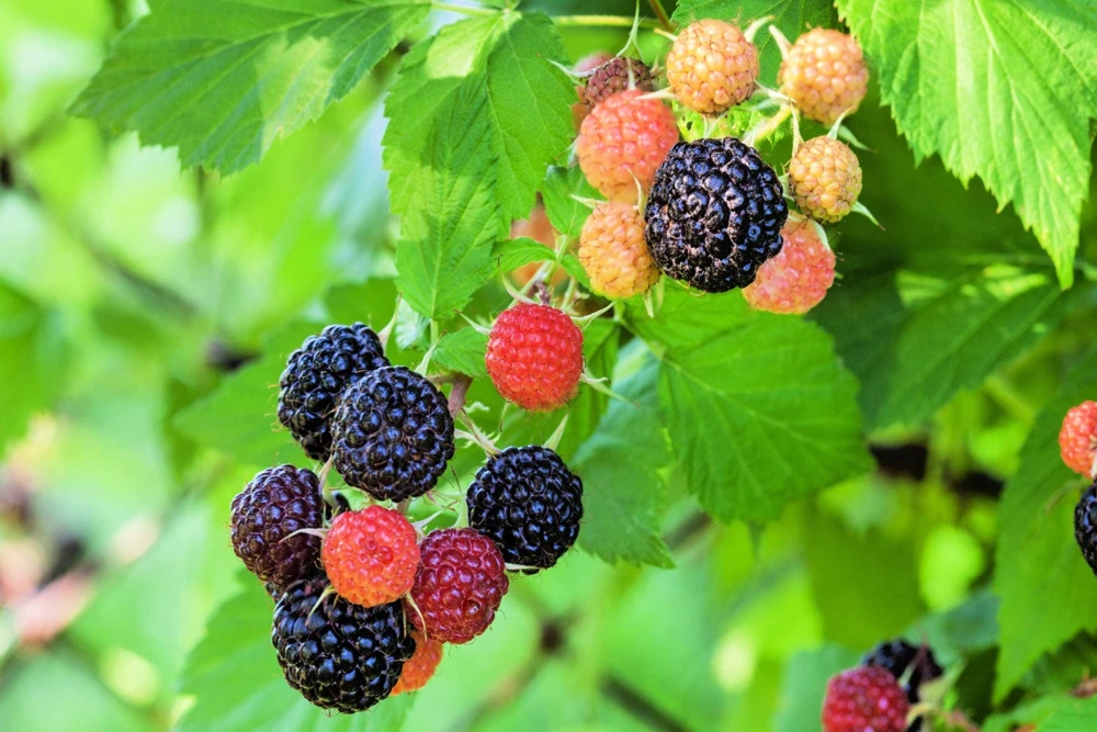 50 Whitebark Black Raspberry Seeds - Rubus Leucodermis - Native Fruit Berry - Image 7