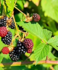 50 Whitebark Black Raspberry Seeds - Rubus Leucodermis - Native Fruit Berry - Image 8