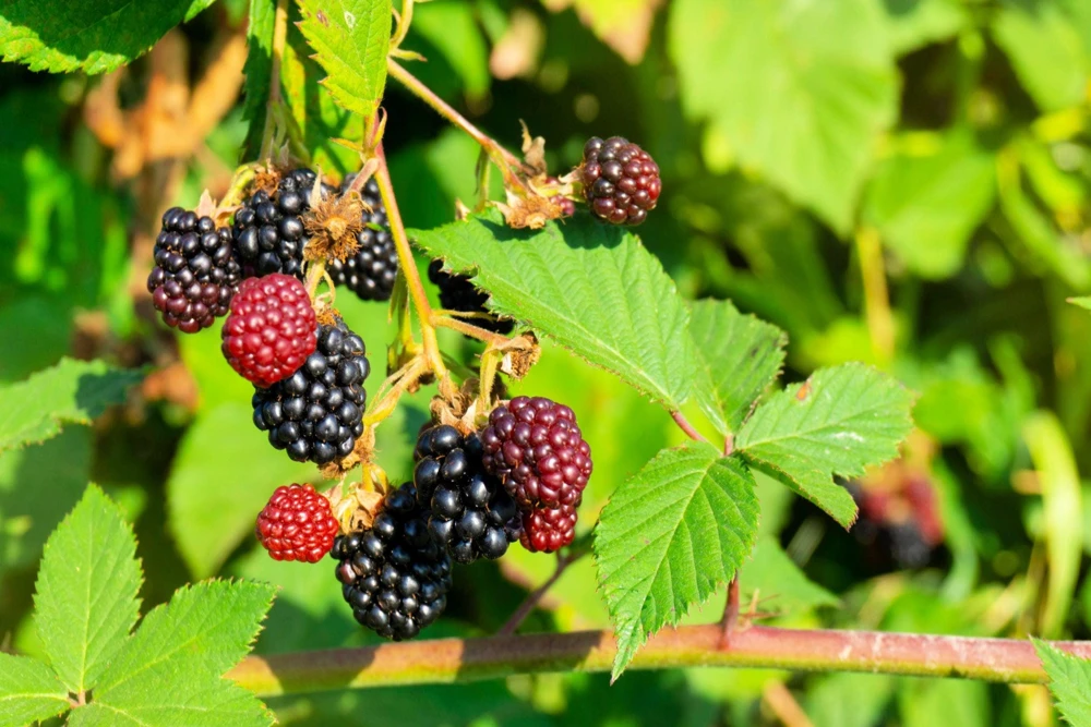 50 Whitebark Black Raspberry Seeds - Rubus Leucodermis - Native Fruit Berry - Image 8