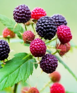 50 Whitebark Black Raspberry Seeds - Rubus Leucodermis - Native Fruit Berry - Image 9