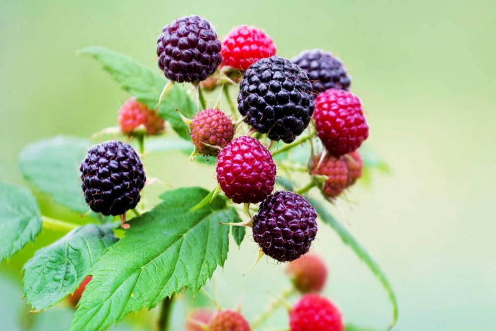 50 Whitebark Black Raspberry Seeds - Rubus Leucodermis - Native Fruit Berry - Image 9