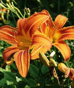 50 Wild Orange Daylily Bare Root Plants - Ditch Lily Fans - Outdoor Flower - Image 3