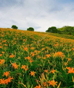 50 Wild Orange Daylily Bare Root Plants - Ditch Lily Fans - Outdoor Flower - Image 4