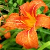50 Wild Orange Daylily Bare Root Plants - Ditch Lily Fans - Outdoor Flower - Image 1