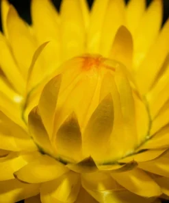 50 Yellow Double Strawflower Seeds - Xerochrysum Bracteatum Helichrysum - Image 10