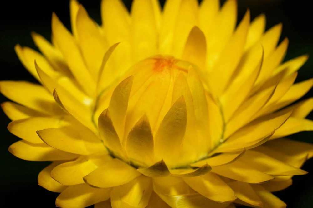 50 Yellow Double Strawflower Seeds - Xerochrysum Bracteatum Helichrysum - Image 10
