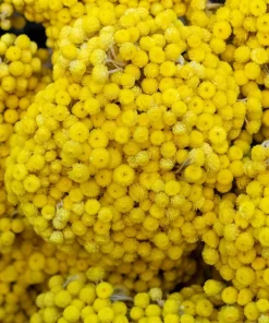 50 Yellow Double Strawflower Seeds - Xerochrysum Bracteatum Helichrysum - Image 11