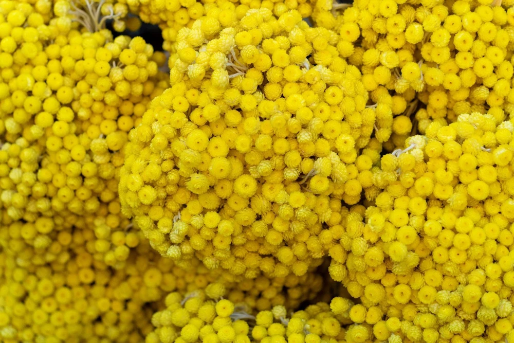 50 Yellow Double Strawflower Seeds - Xerochrysum Bracteatum Helichrysum - Image 11