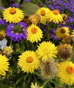 50 Yellow Double Strawflower Seeds - Xerochrysum Bracteatum Helichrysum - Image 12