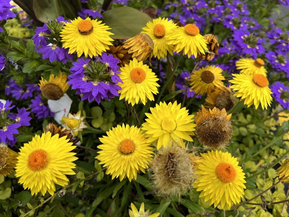 50 Yellow Double Strawflower Seeds - Xerochrysum Bracteatum Helichrysum - Image 12