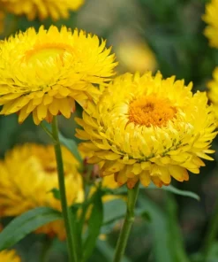50 Yellow Double Strawflower Seeds - Xerochrysum Bracteatum Helichrysum - Image 2