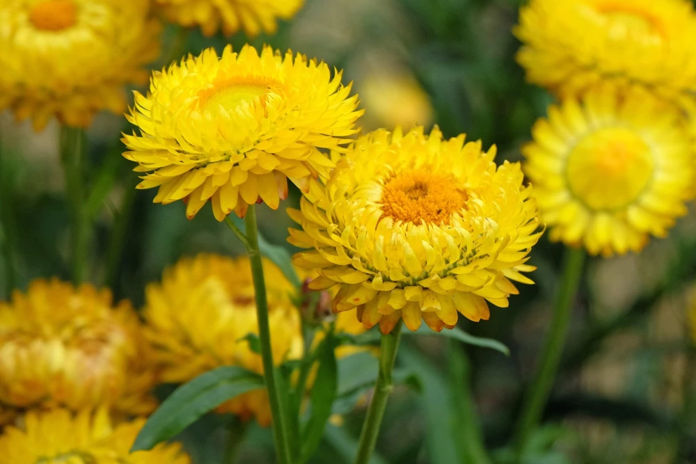 50 Yellow Double Strawflower Seeds - Xerochrysum Bracteatum Helichrysum - Image 2