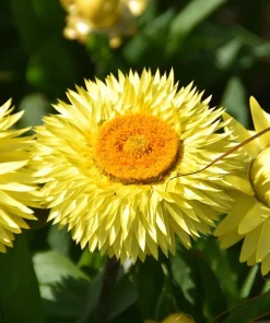 50 Yellow Double Strawflower Seeds - Xerochrysum Bracteatum Helichrysum - Image 3