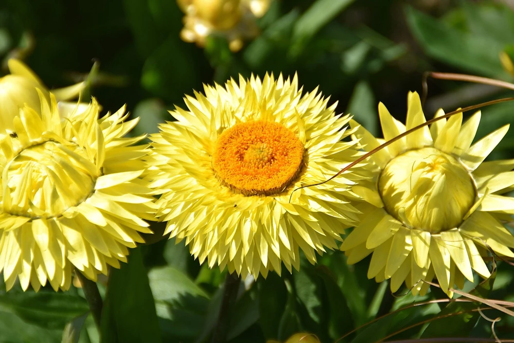 50 Yellow Double Strawflower Seeds - Xerochrysum Bracteatum Helichrysum - Image 3