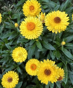 50 Yellow Double Strawflower Seeds - Xerochrysum Bracteatum Helichrysum - Image 4