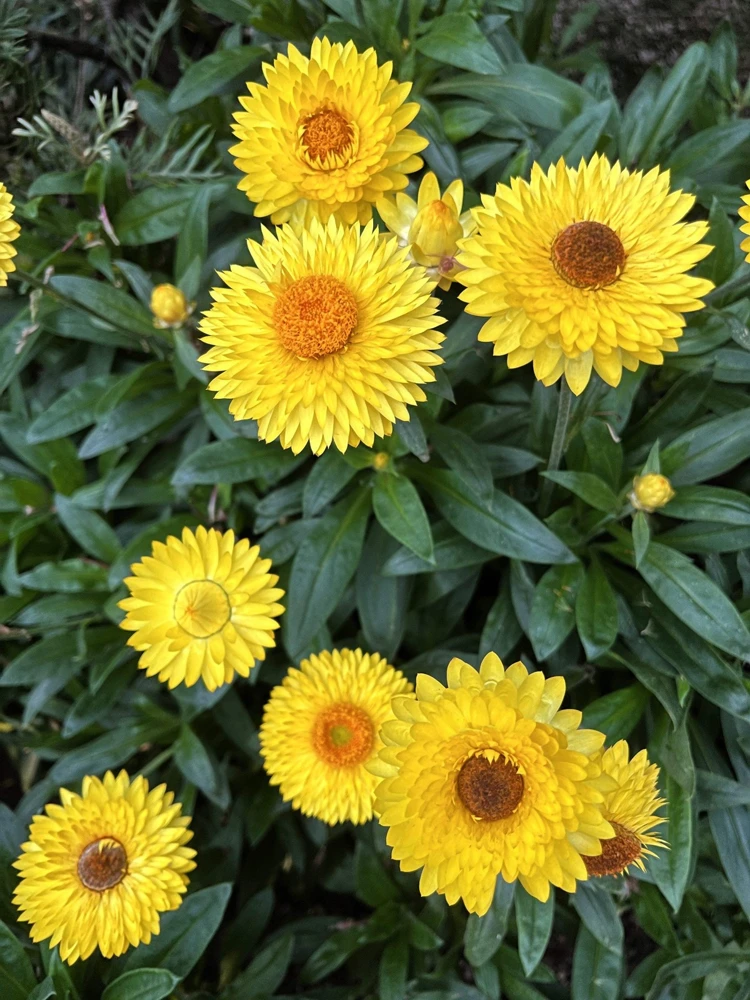 50 Yellow Double Strawflower Seeds - Xerochrysum Bracteatum Helichrysum - Image 4