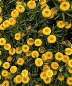 50 Yellow Double Strawflower Seeds - Xerochrysum Bracteatum Helichrysum - Image 5