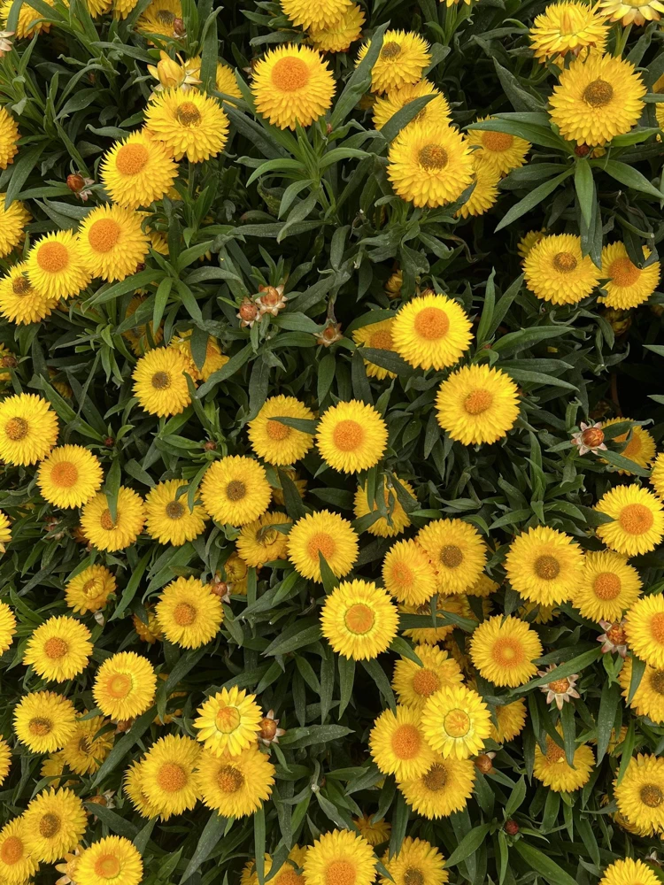 50 Yellow Double Strawflower Seeds - Xerochrysum Bracteatum Helichrysum - Image 5