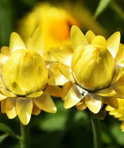 50 Yellow Double Strawflower Seeds - Xerochrysum Bracteatum Helichrysum - Image 6