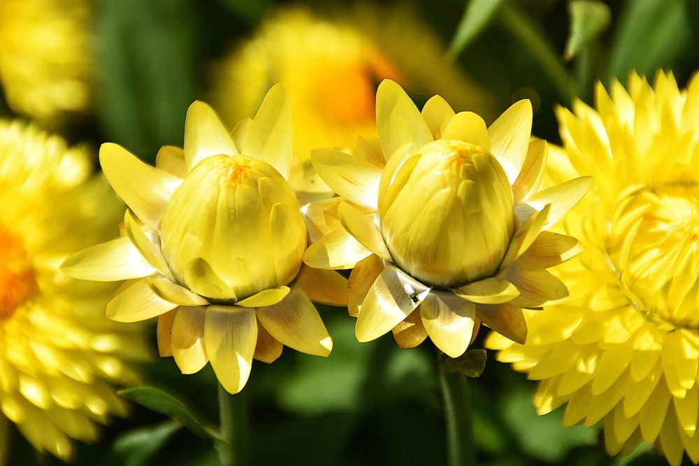 50 Yellow Double Strawflower Seeds - Xerochrysum Bracteatum Helichrysum - Image 6