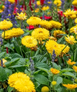 50 Yellow Double Strawflower Seeds - Xerochrysum Bracteatum Helichrysum - Image 7