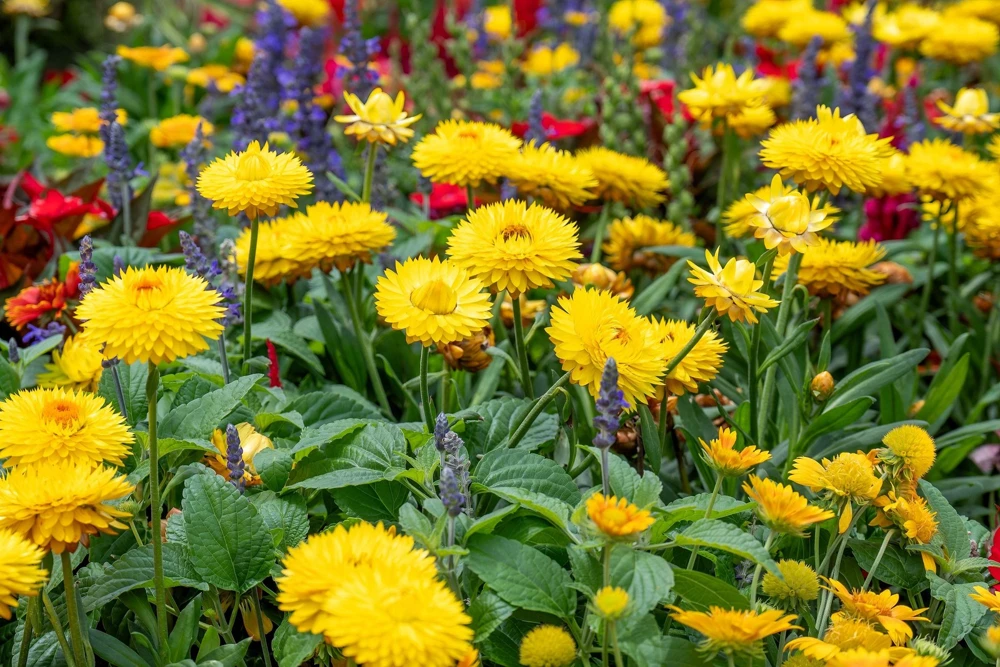 50 Yellow Double Strawflower Seeds - Xerochrysum Bracteatum Helichrysum - Image 7