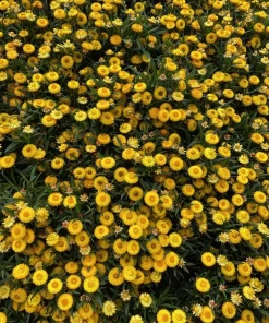 50 Yellow Double Strawflower Seeds - Xerochrysum Bracteatum Helichrysum - Image 8