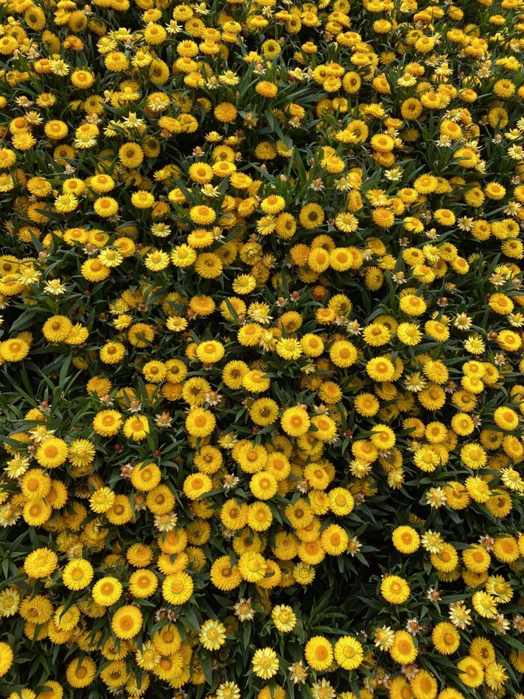 50 Yellow Double Strawflower Seeds - Xerochrysum Bracteatum Helichrysum - Image 8