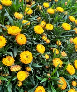 50 Yellow Double Strawflower Seeds - Xerochrysum Bracteatum Helichrysum - Image 9