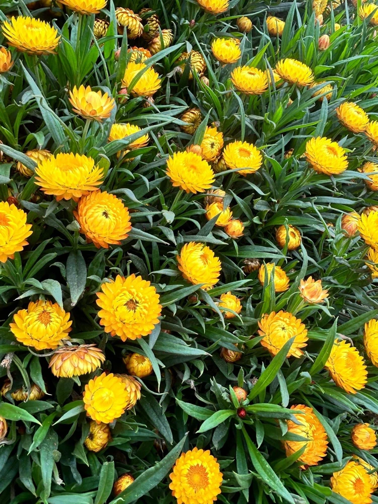 50 Yellow Double Strawflower Seeds - Xerochrysum Bracteatum Helichrysum - Image 9