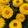 50 Yellow Double Strawflower Seeds - Xerochrysum Bracteatum Helichrysum - Image 1