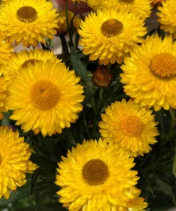 50 Yellow Double Strawflower Seeds - Xerochrysum Bracteatum Helichrysum - Image 1