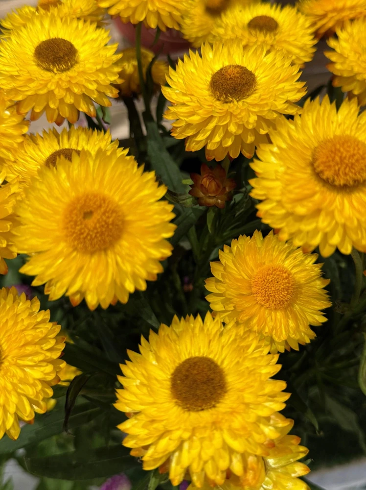 50 Yellow Double Strawflower Seeds - Xerochrysum Bracteatum Helichrysum - Image 1