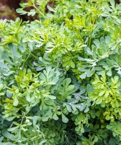 50 Yellow Rue Herb of Grace Flower Seeds - Common Ruta Graveolens Fragrant - Image 10