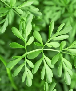 50 Yellow Rue Herb of Grace Flower Seeds - Common Ruta Graveolens Fragrant - Image 2