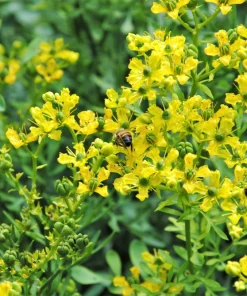 50 Yellow Rue Herb of Grace Flower Seeds - Common Ruta Graveolens Fragrant - Image 3