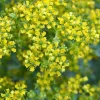 50 Yellow Rue Herb of Grace Flower Seeds - Common Ruta Graveolens Fragrant - Image 1