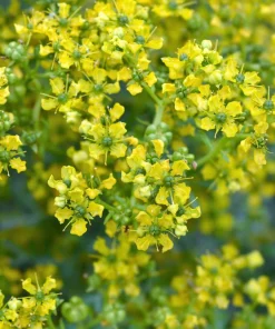 50 Yellow Rue Herb of Grace Flower Seeds - Common Ruta Graveolens Fragrant - Image 1