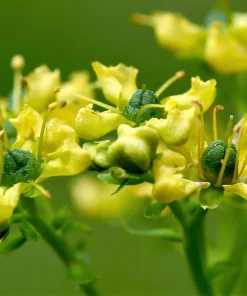 50 Yellow Rue Herb of Grace Flower Seeds - Common Ruta Graveolens Fragrant - Image 4