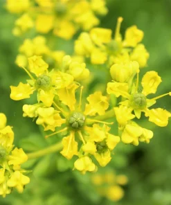 50 Yellow Rue Herb of Grace Flower Seeds - Common Ruta Graveolens Fragrant - Image 5